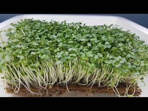 Sprouting Broccoli Seeds microgreens - "How to"