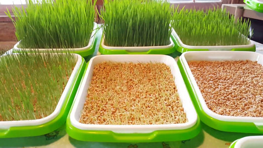Wheat Grass Sprouting - "How To"