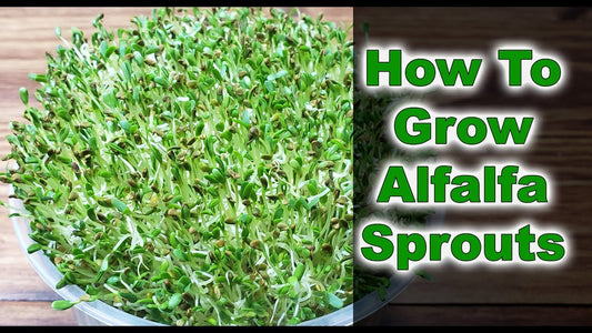 Sprouting Alfalfa in Trays