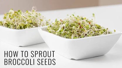 Sprouting Broccoli Seeds microgreens - "How to"
