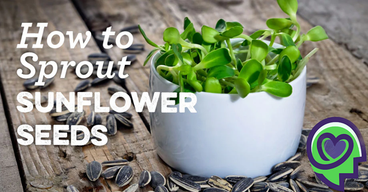 Sprouting Sunflower seeds in Trays - "How To"